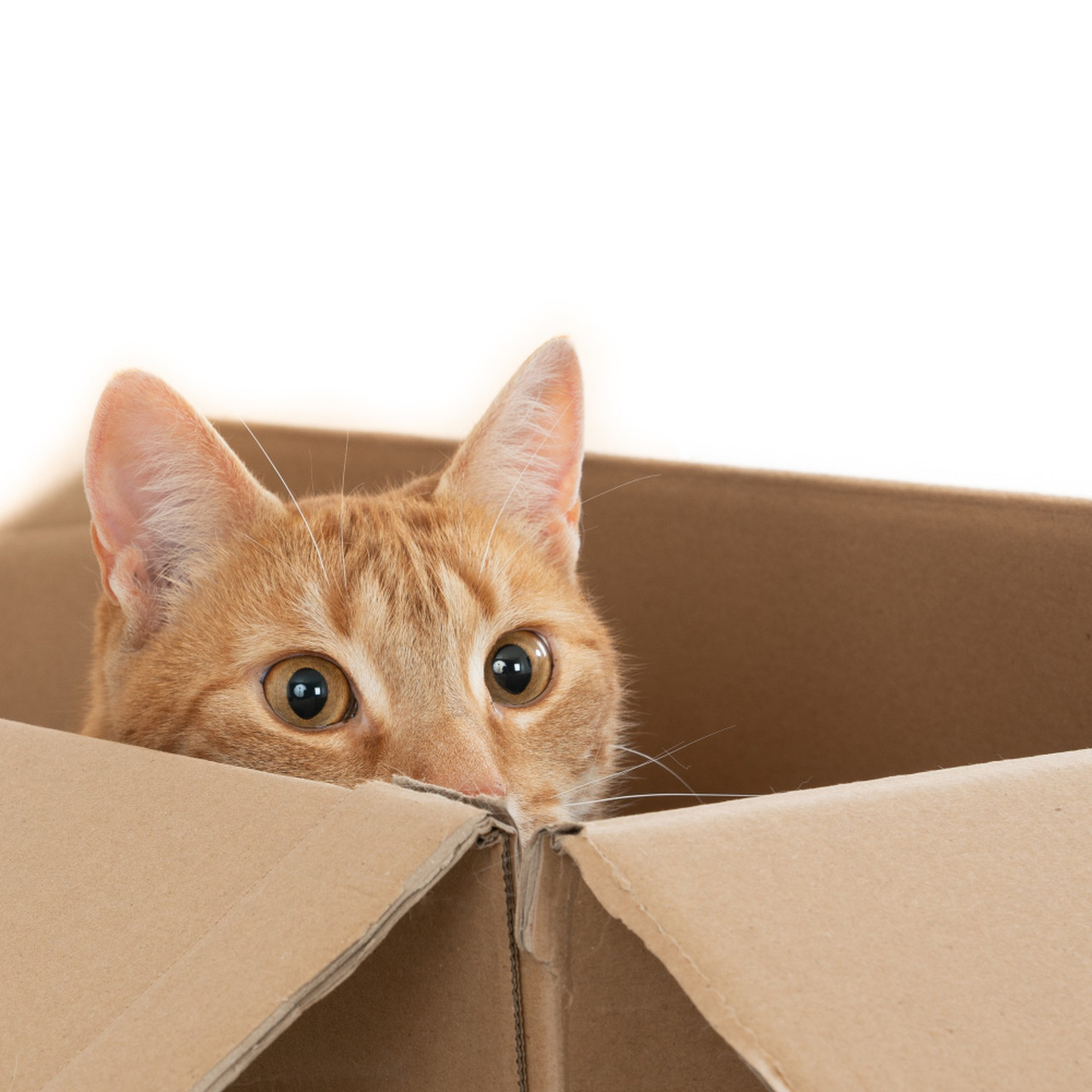 domek dla kota z pudełka kartonowego