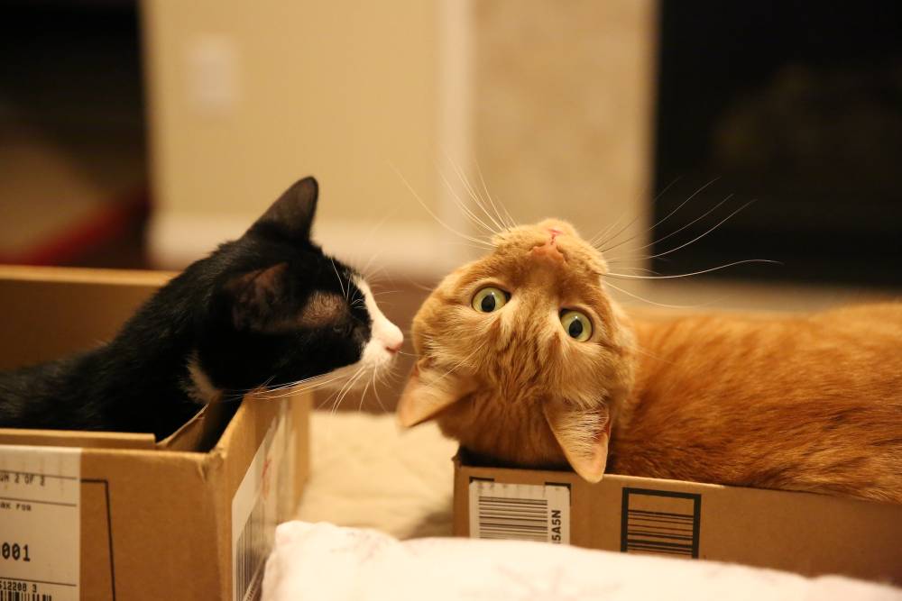 koty w pudełku, koty pudełka, dlaczego koty lubią pudełka