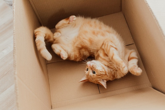 W otwartym kartonie leży na plecach rudy kot.